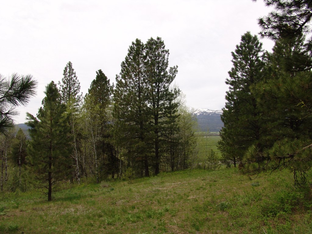 10848 Callender Road Cascade, ID 83611 - Photo 5 of 9 Combination of Pines & Aspens