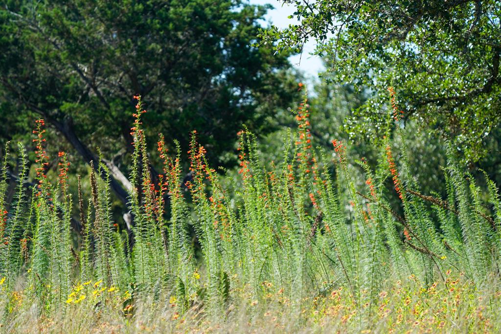 204 Wilson Ranch Road Hunt, TX 78024 - Photo 22 of 61 a view of a lush green forest