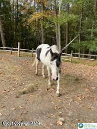 Spring Ct Pike Bushkill, PA 18324 - Photo 3 of 13 a view of a yard