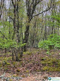Spring Ct Pike Bushkill, PA 18324 - Photo 7 of 13 a view of a yard with large trees