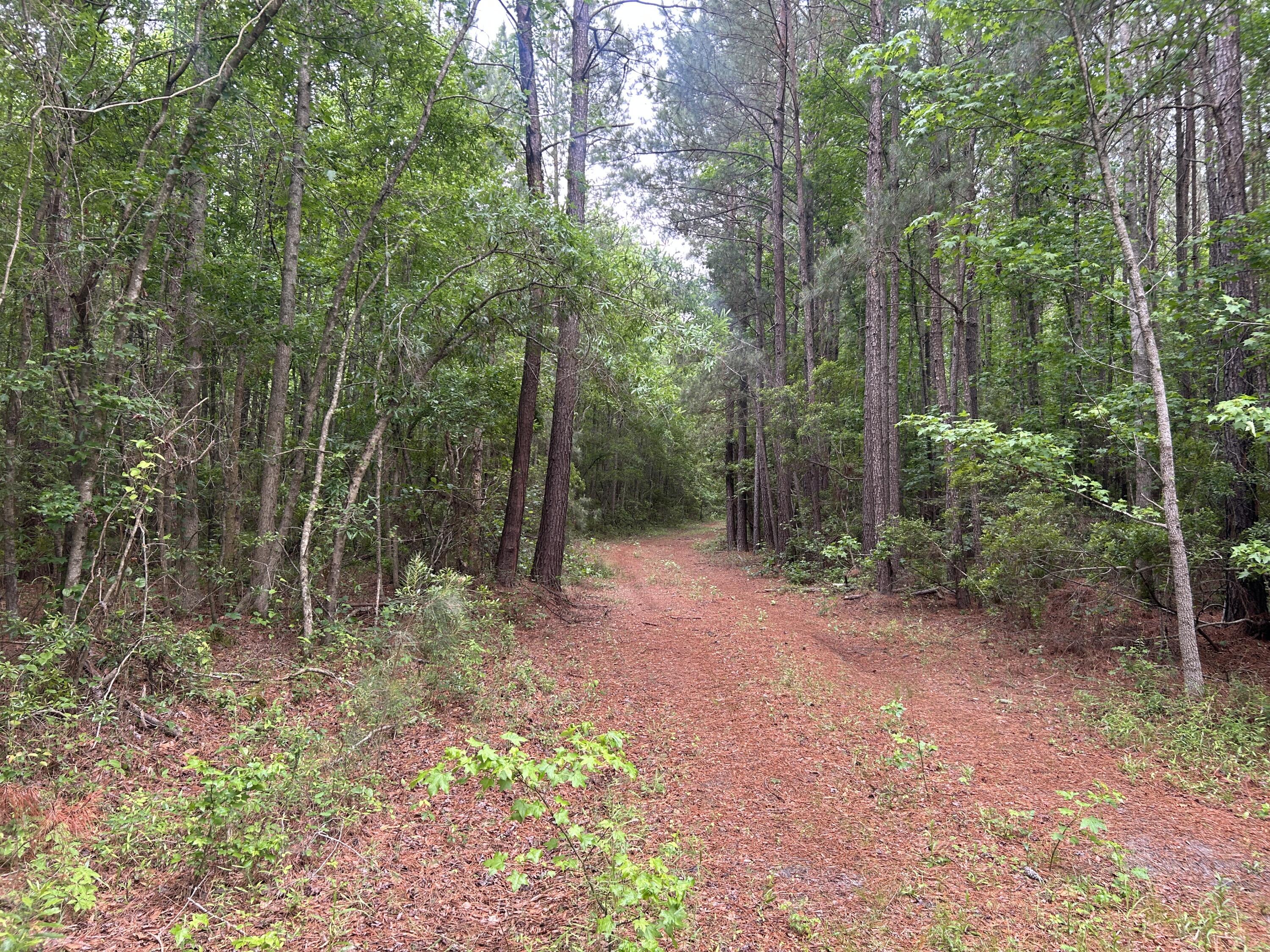 0 Pineview Farm Rd Lane Lane, SC 29564 - Photo 5 of 18 IMG_6707