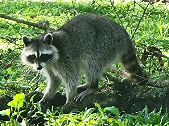 $312,000 | 3425 Mt Hope Loop, Leesburg, FL 34748