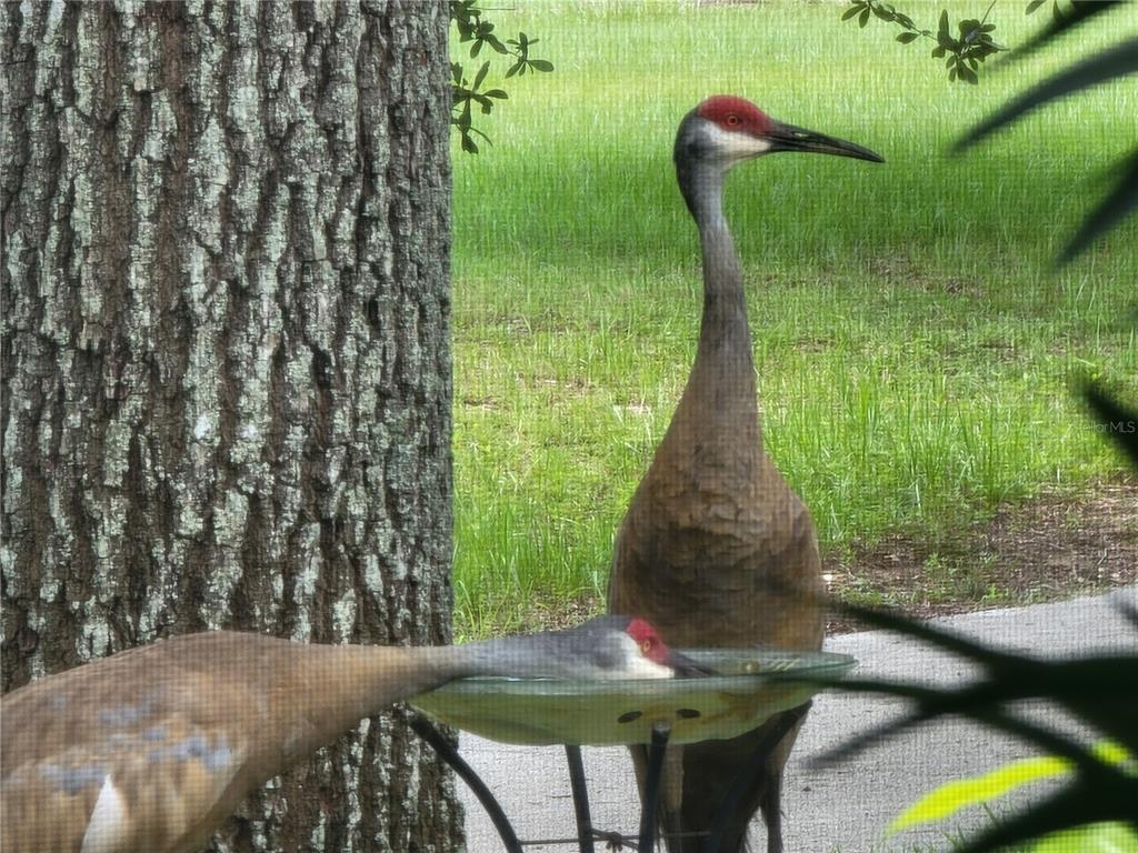 3425 Mt Hope Loop Leesburg, FL 34748 - Photo 96 of 98