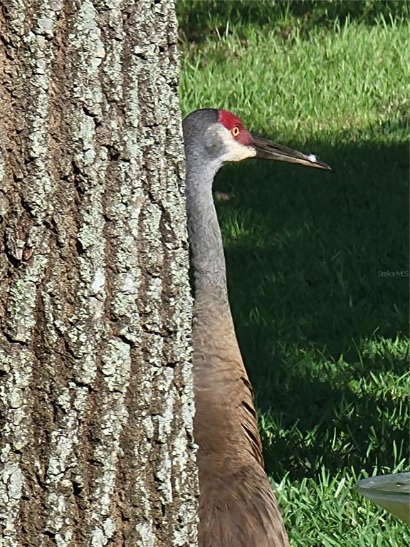 3425 Mt Hope Loop Leesburg, FL 34748 - Photo 98 of 98
