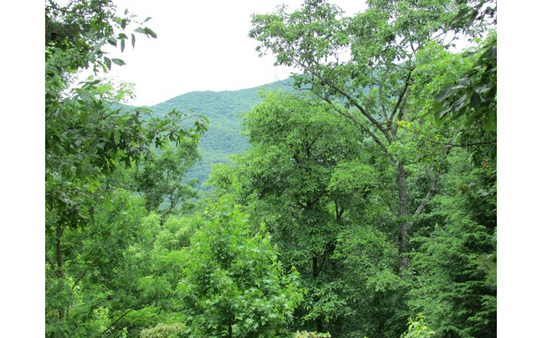 1 Laurel Top Ridge Ellijay, GA 30536 - Photo 1 of 1 Main View