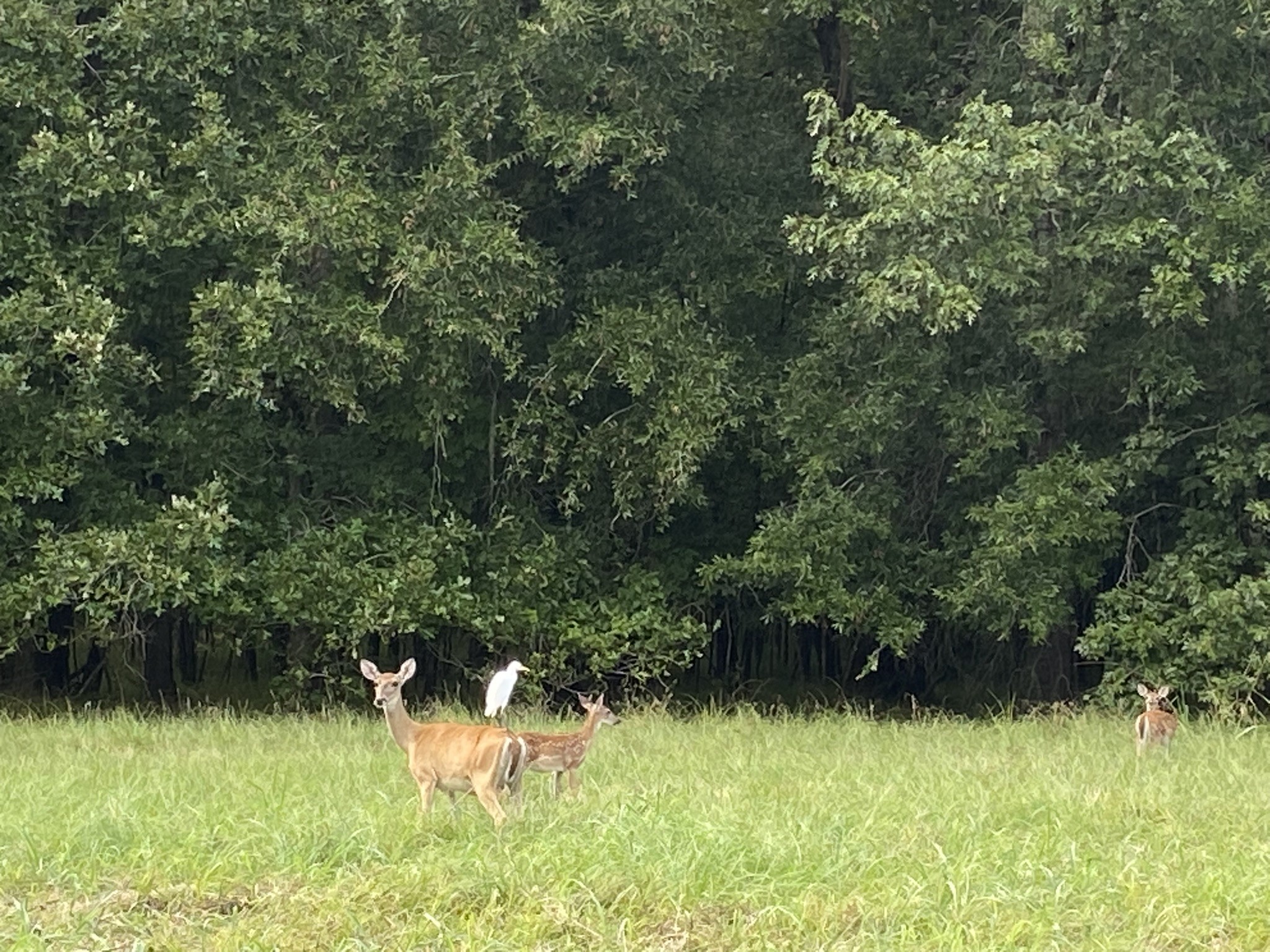 329 Ferguson Drive Cleveland, TX 77327 - Photo 29 of 35