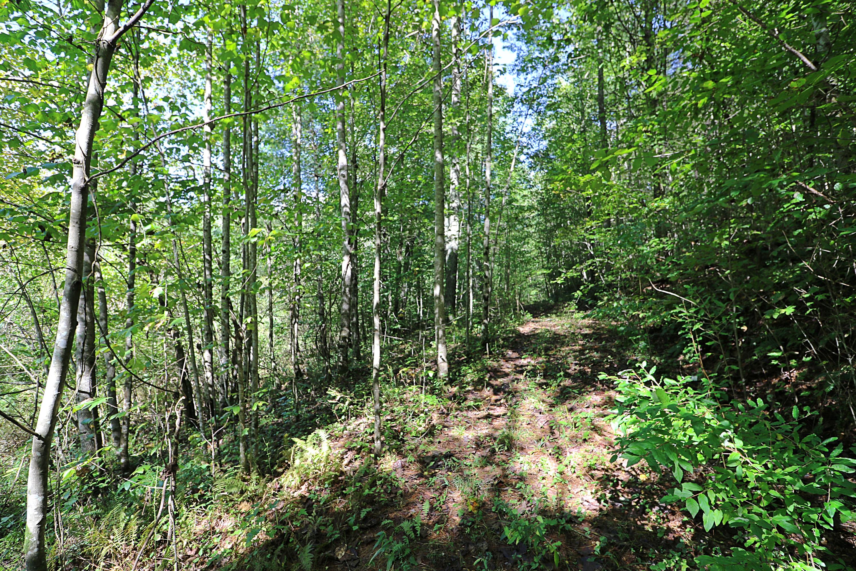 1669 Paint Rock Road Oneida, TN 37841 - Photo 18 of 25 094A7413