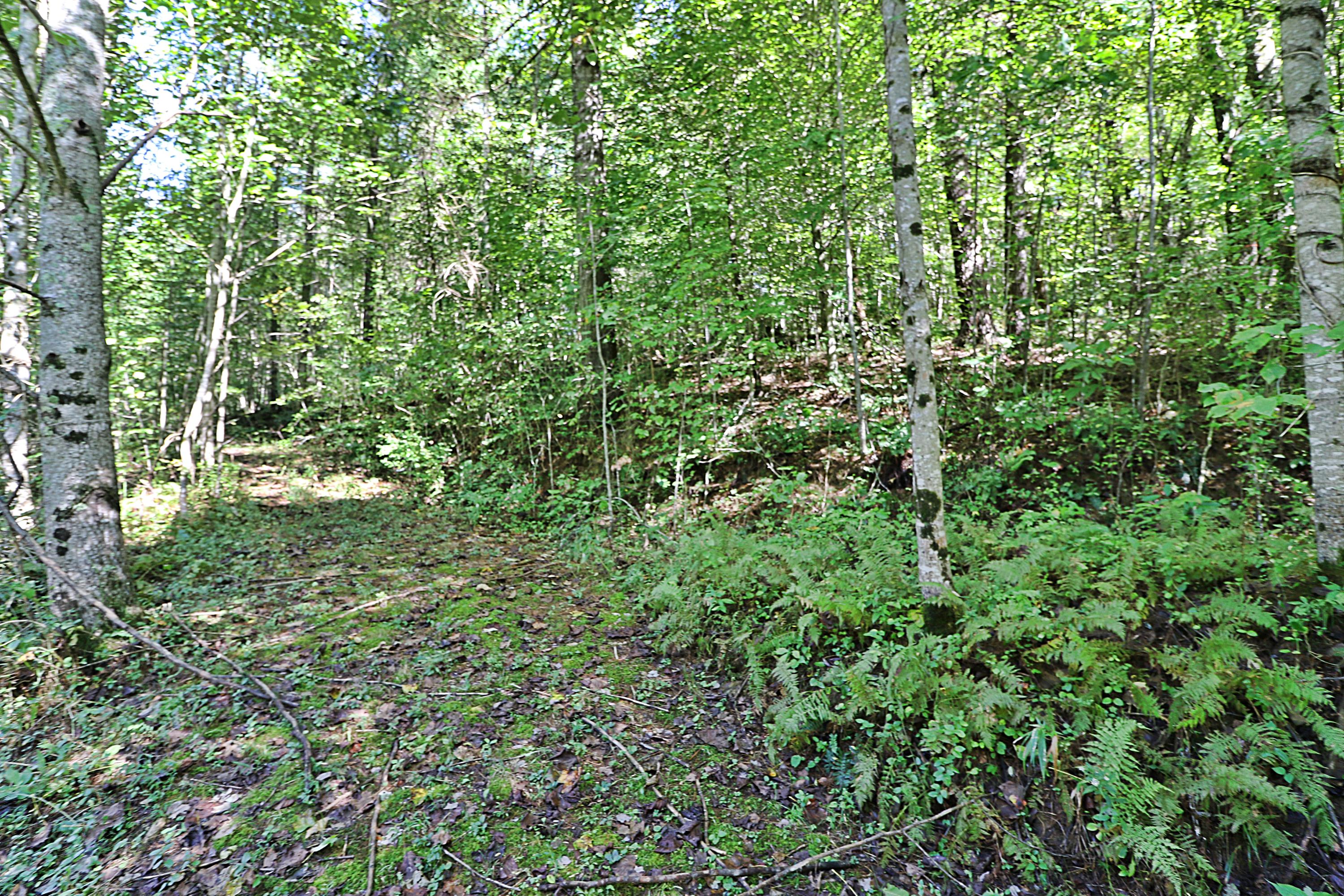 1669 Paint Rock Road Oneida, TN 37841 - Photo 19 of 25 094A7412
