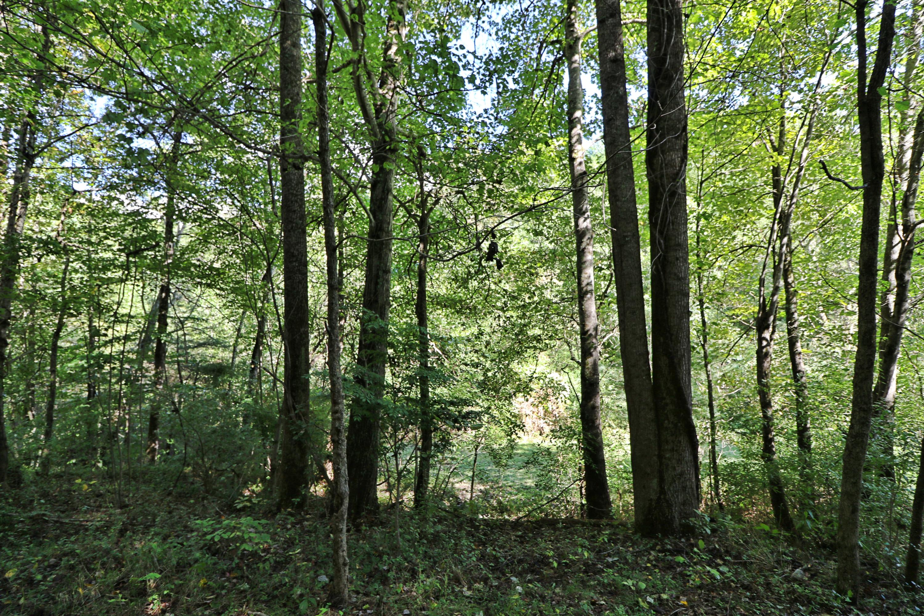 1669 Paint Rock Road Oneida, TN 37841 - Photo 23 of 25 094A7407