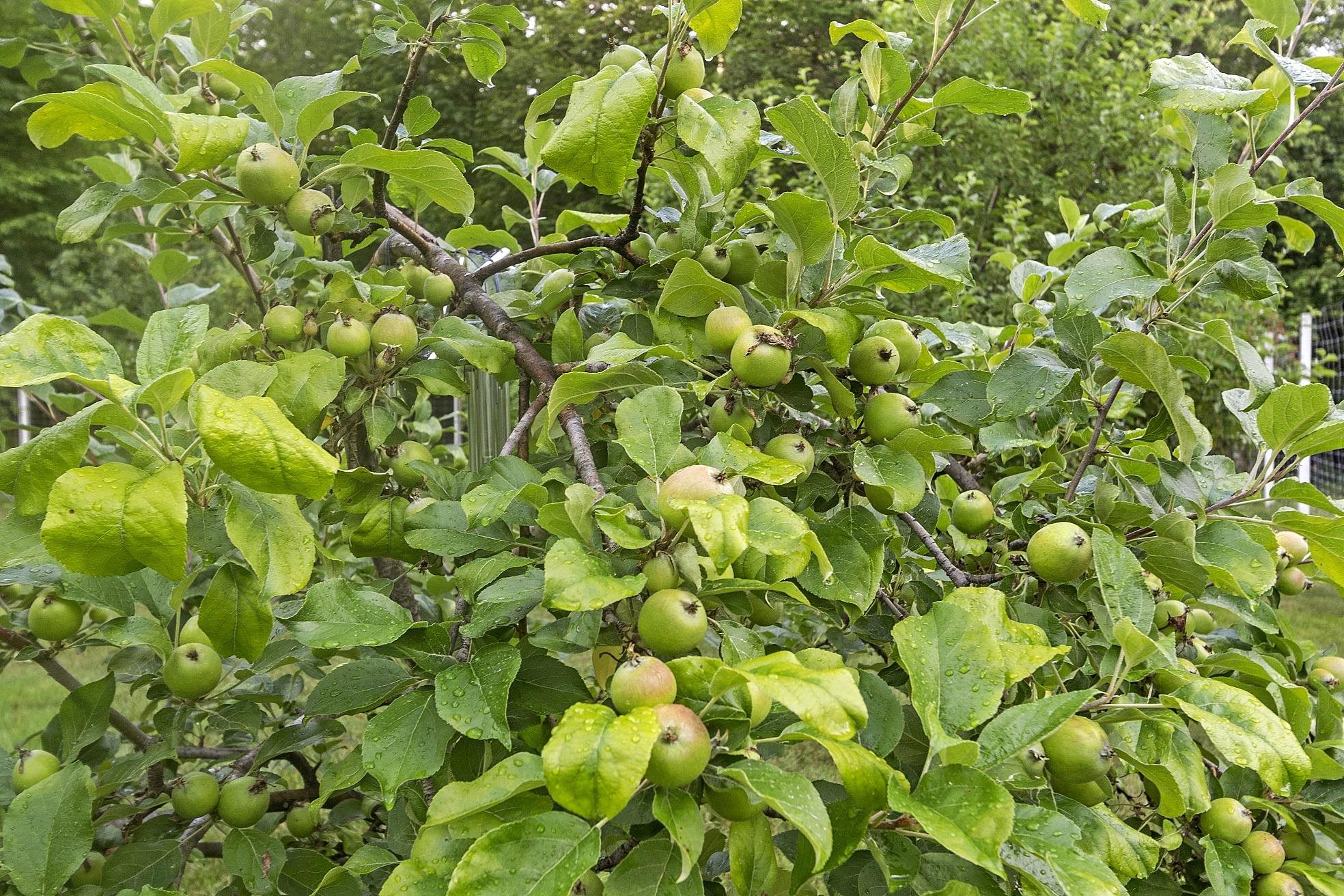 36 Tiger Trail Meredith, NH 03254 - Photo 24 of 60