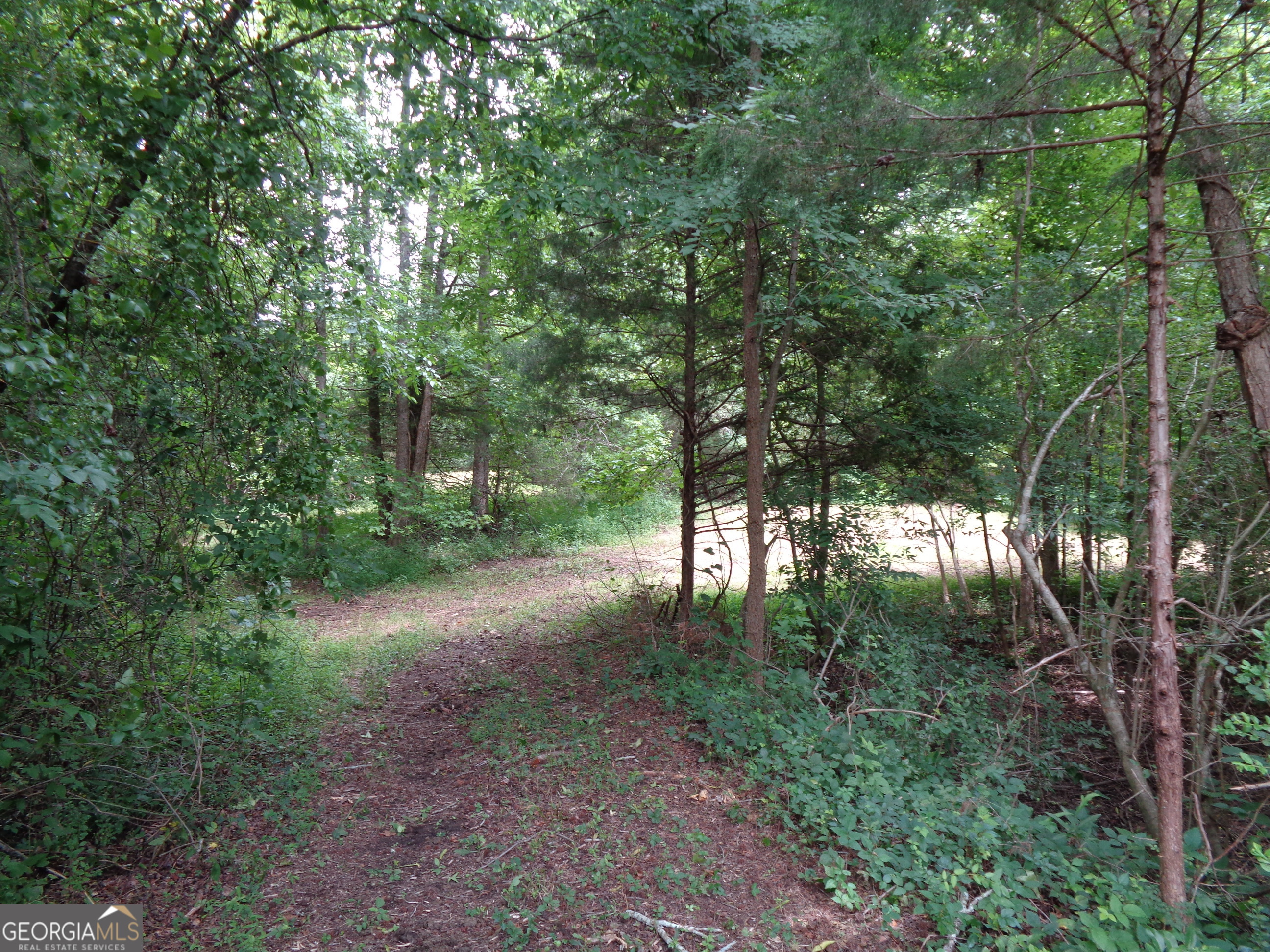 2411 Kesler Road Carnesville, GA 30521 - Photo 19 of 61 a view of a forest with trees in the background