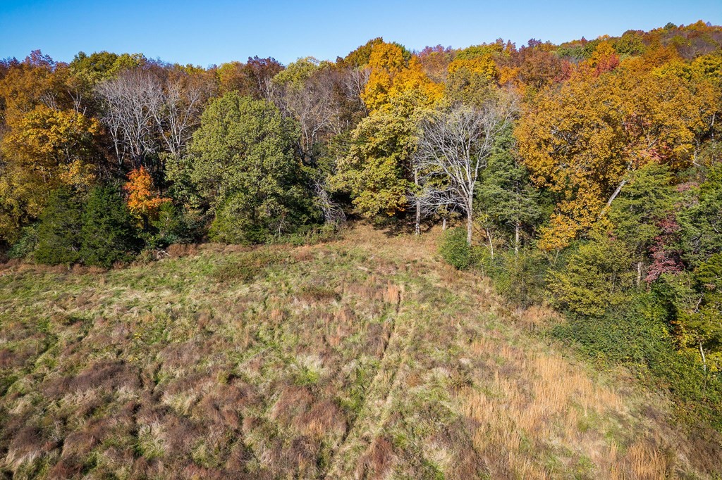 0 Webbs Camp Road Walling, TN 38587 - Photo 14 of 20 a view of a yard with a tree