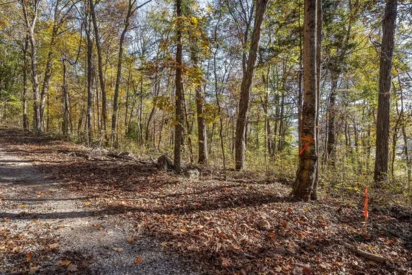 a view of large trees with lots of green space