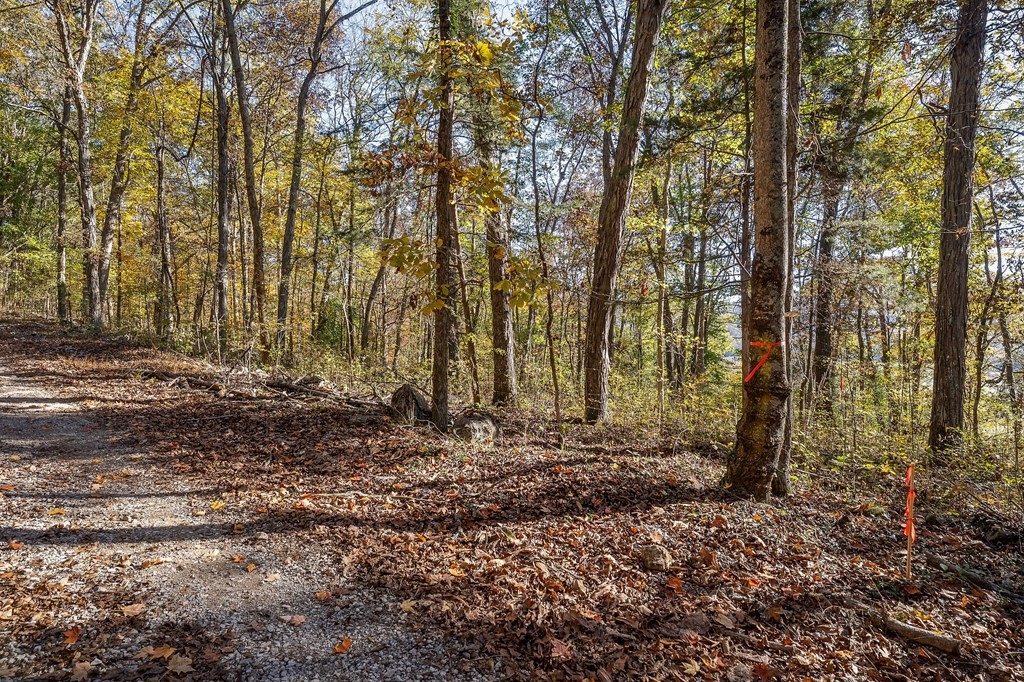0 Webbs Camp Road Walling, TN 38587 - Photo 18 of 20 a view of large trees with lots of green space