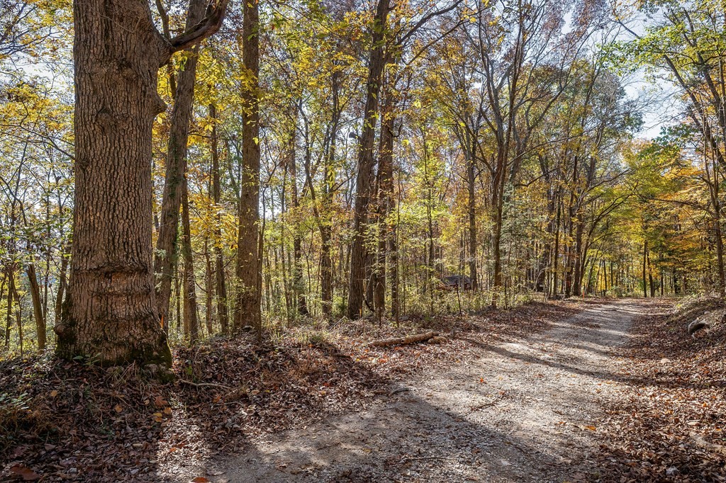0 Webbs Camp Road Walling, TN 38587 - Photo 19 of 20 a view of outdoor space with deck and tree