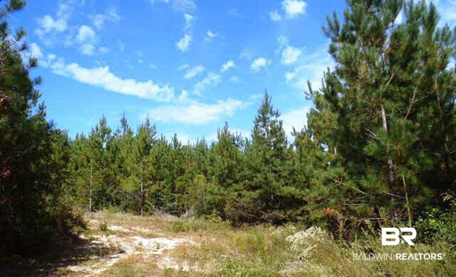 0 Pine Street Eight Mile, AL 36613 - Photo 3 of 5