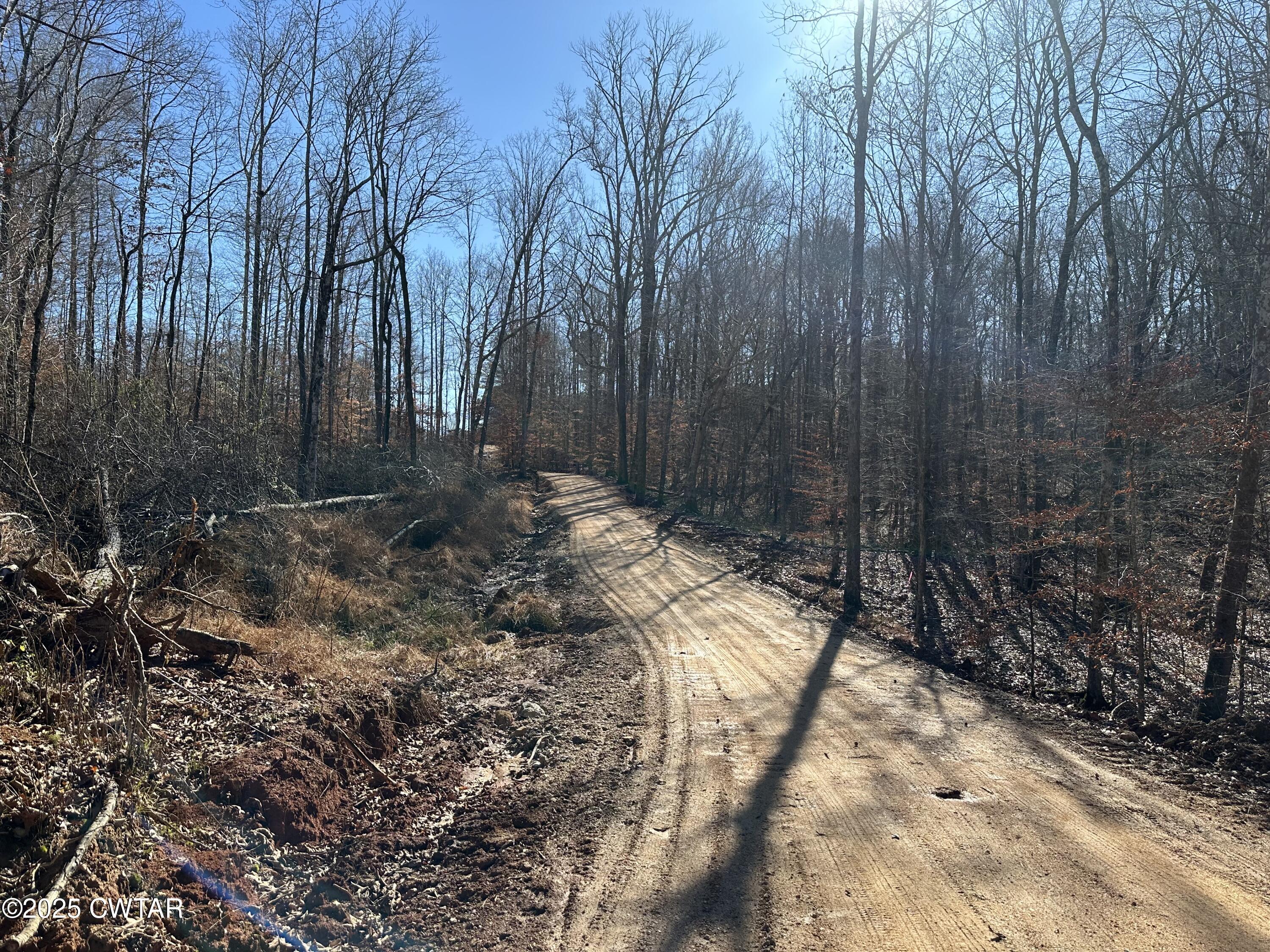 Xxx Center Point Road South Reagan, TN 38368 - Photo 3 of 4 a view of backyard with tree