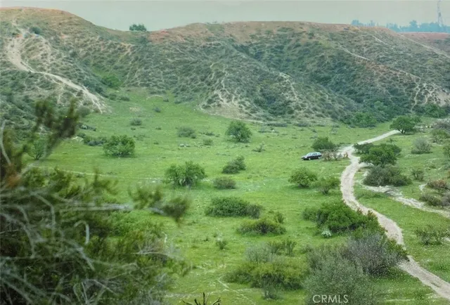 a view of a forest with a street