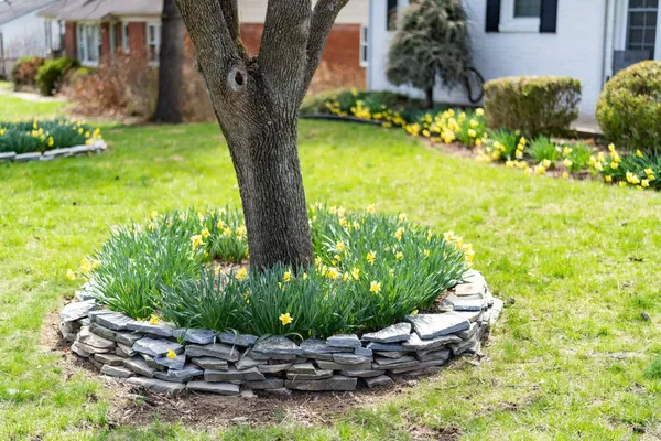 a view of a garden with a tree
