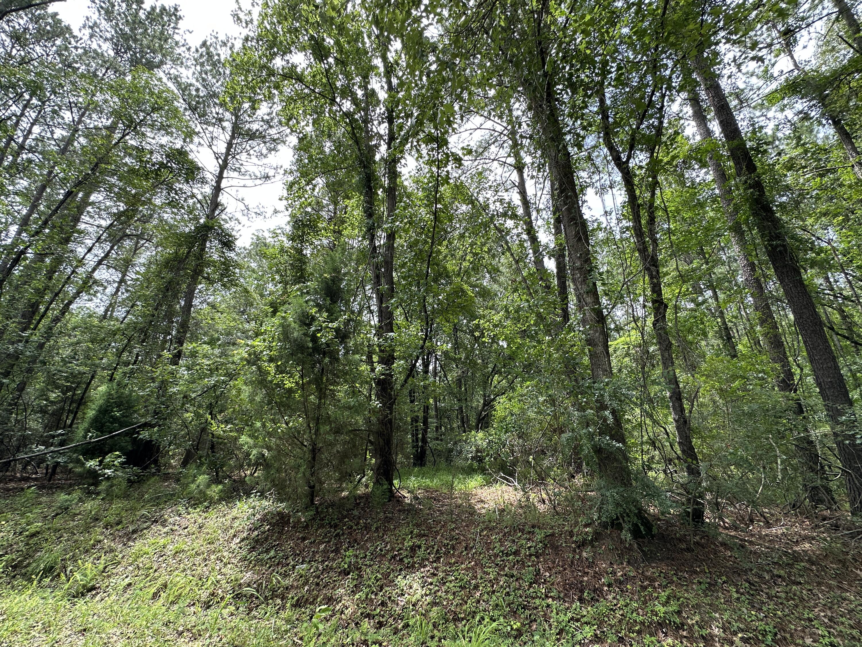 210 Osprey Drive Moncks Corner, SC 29461 - Photo 4 of 16 IMG_8040