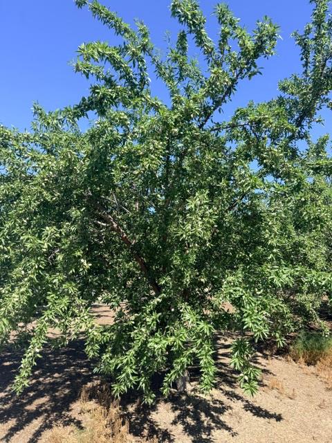 0 Service Road Ceres, CA 95307 - Photo 3 of 4