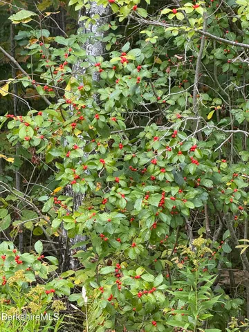 a view of flowers in bunch