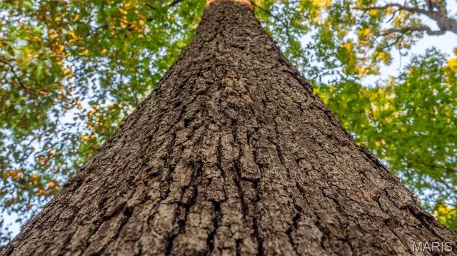 $269,900 | 0 County Road 137, Annapolis, MO 63620