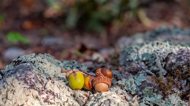 $269,900 | 0 County Road 137, Annapolis, MO 63620