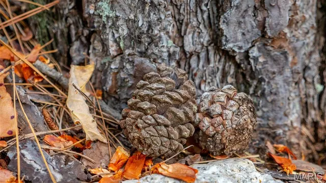 $269,900 | 0 County Road 137, Annapolis, MO 63620