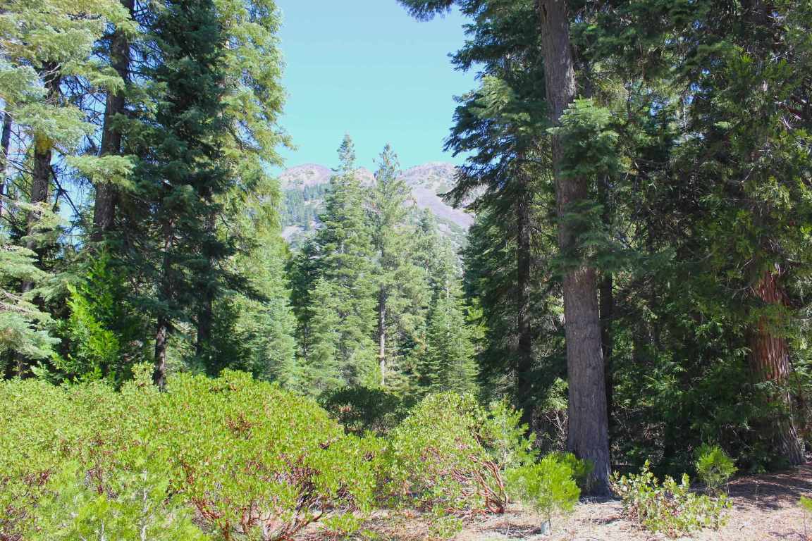Lot 41 Skyview Road Mount Shasta, CA 96067 - Photo 8 of 14 Gallery Image 8