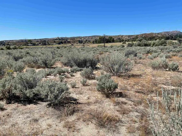 a view of a dry field covered with trees