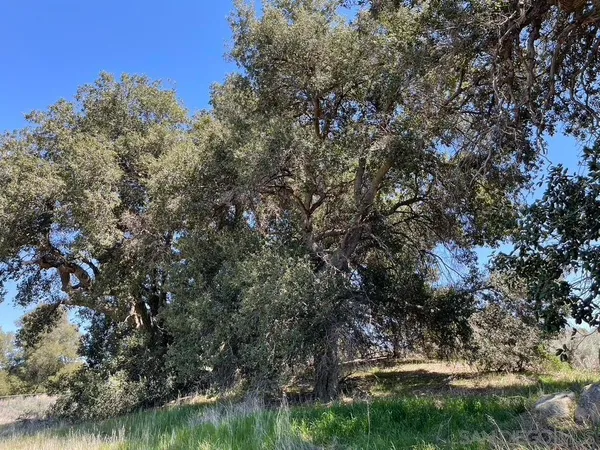 a view of a tree in a yard