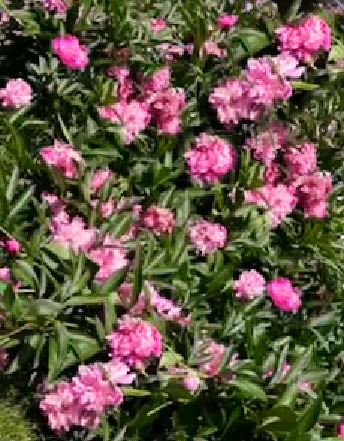 1816 Sadler Drive Champaign, IL 61821 - Photo 99 of 180