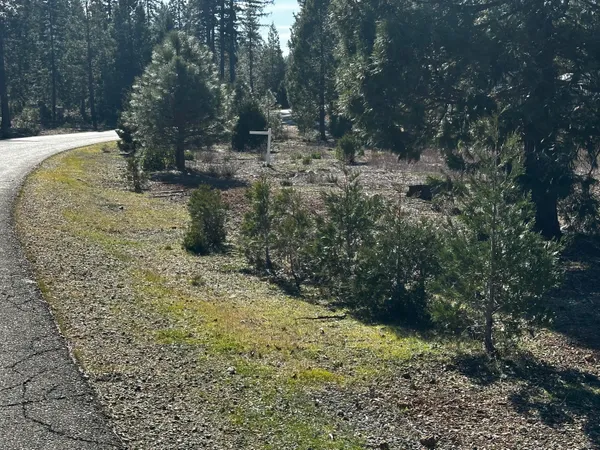 a view of a yard with trees