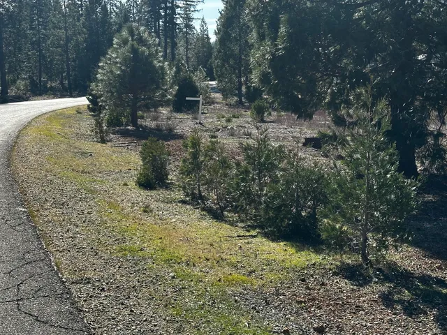 a view of a yard with trees