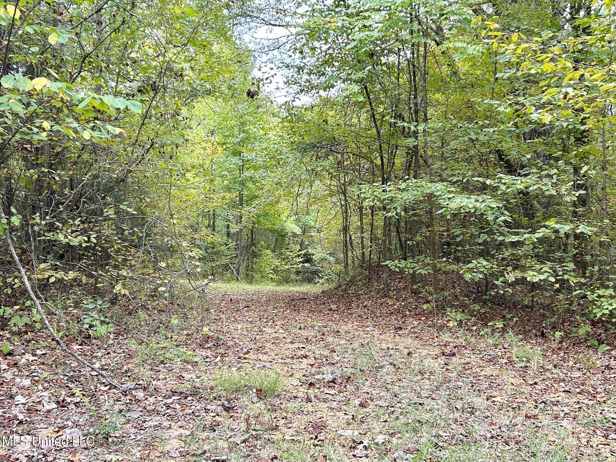 5317 Highway 3 Sarah, MS 38665 - Photo 7 of 14 IMG_7967