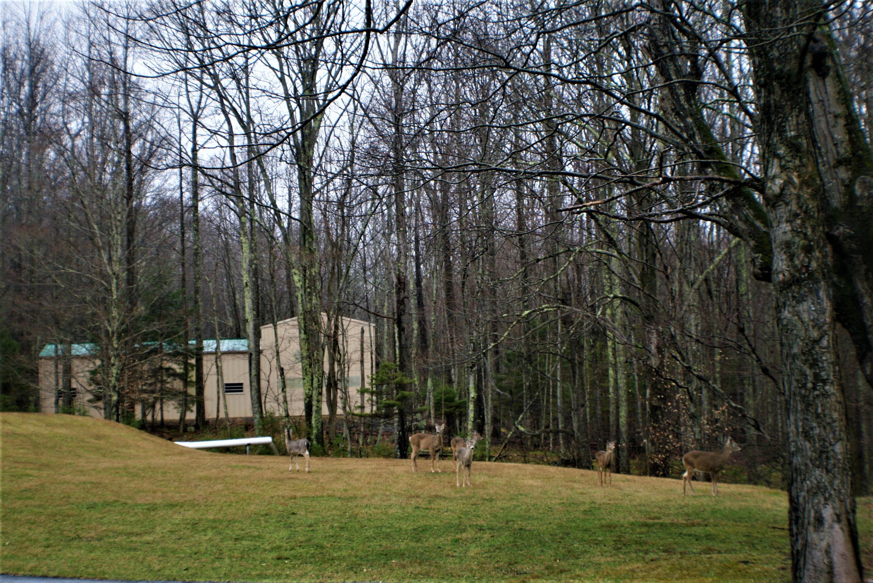 5851 Zenith Road Waiteville, WV 24984 - Photo 55 of 75 Gallery Image 55