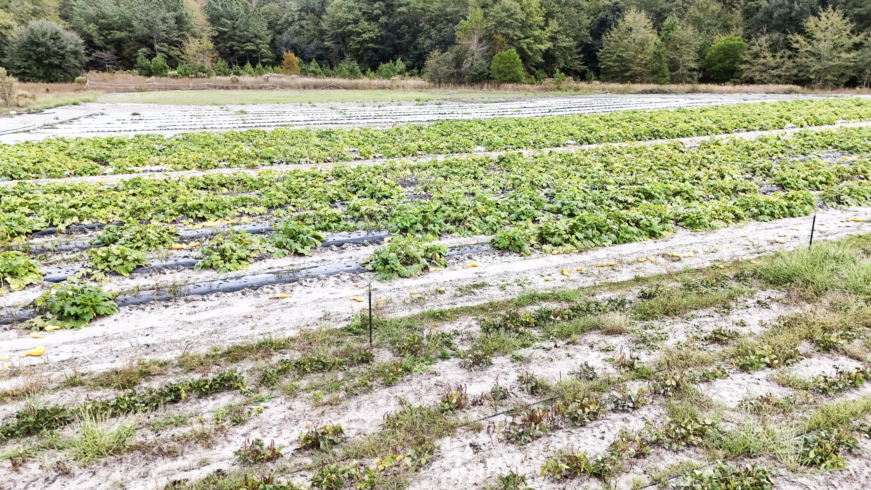 0 Chavis Road Blackville, SC 29817 - Photo 17 of 22 14-DJI_20251031050232_0259_D