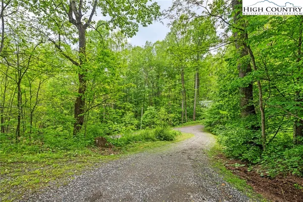 a view of a yard with plants
