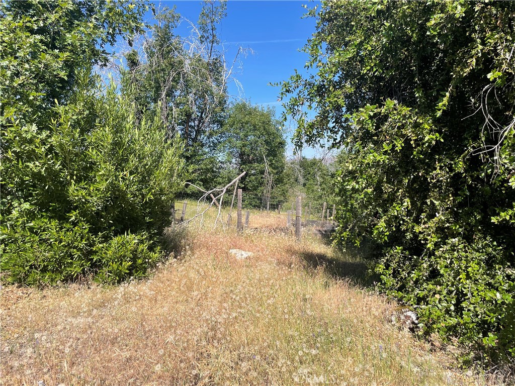 363 Raccoon Road Berry Creek, CA 95916 - Photo 22 of 27 a view of a yard with plants and trees
