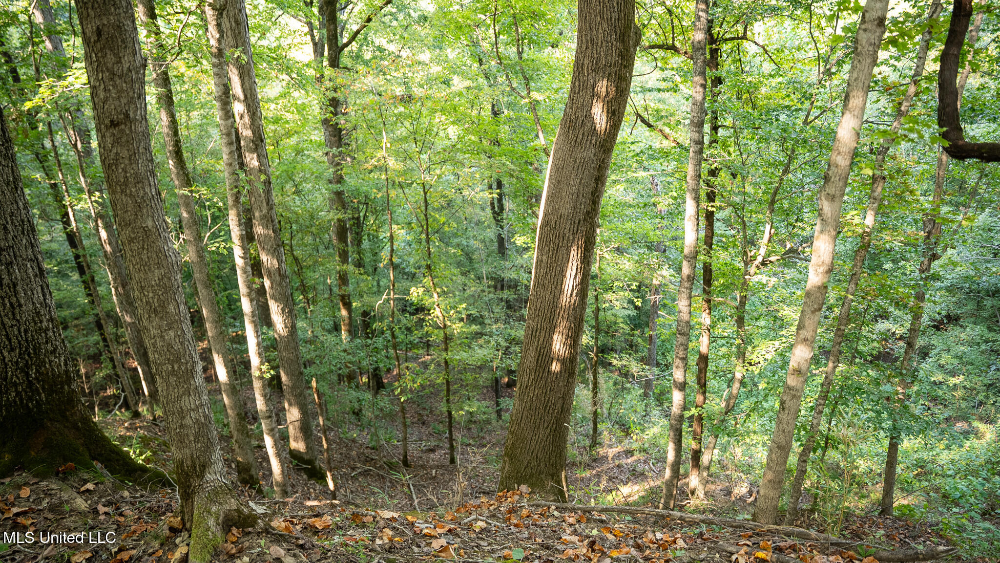 1912 Poplar Springs Road Mendenhall, MS 39114 - Photo 18 of 89 MLS Tallahatchie 847 -18