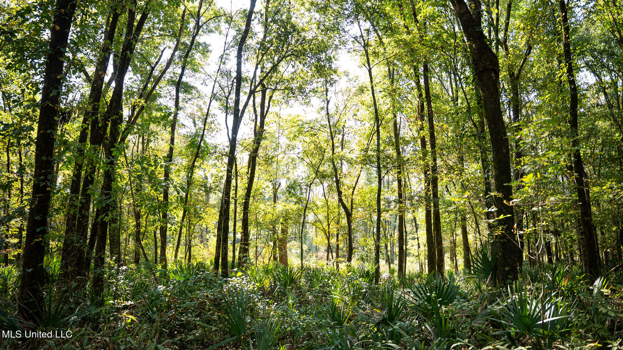 1912 Poplar Springs Road Mendenhall, MS 39114 - Photo 47 of 89 MLS Tallahatchie 847 -46