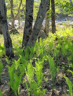 15 River Road Phillips, ME 04966 - Photo 39 of 52 IMG_3303