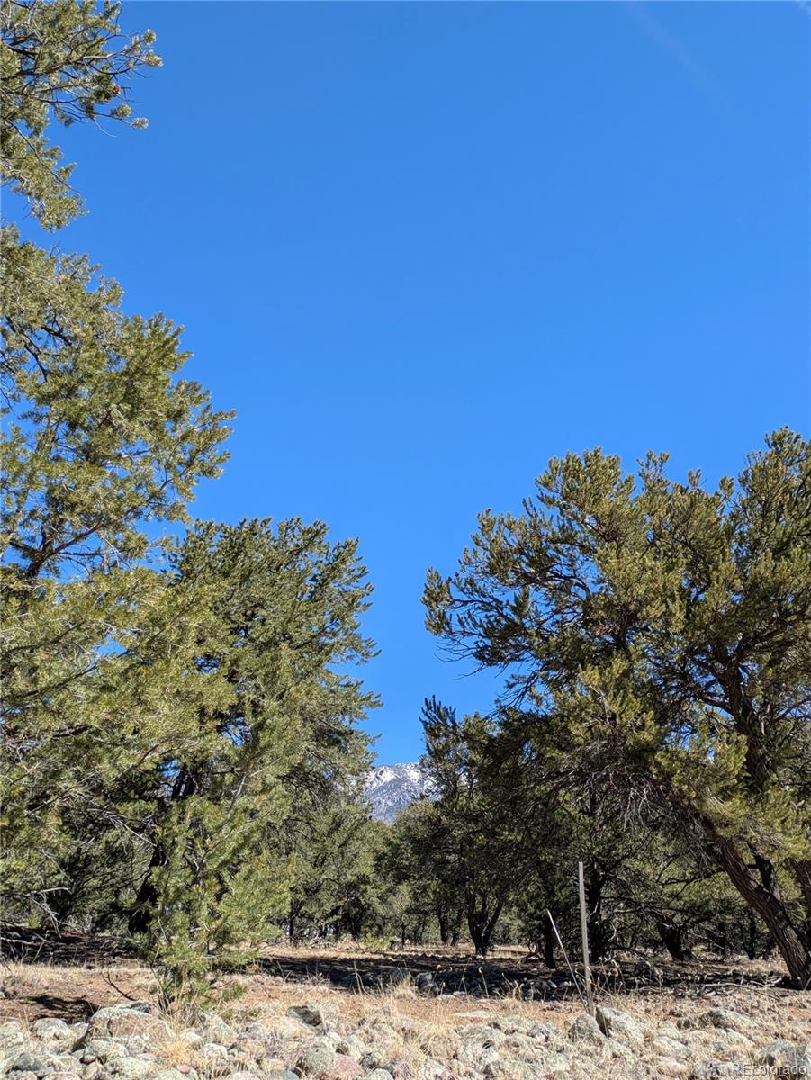 2202 Spanish Creek Road Crestone, CO 81131 - Photo 11 of 14 a view of a yard with a tree