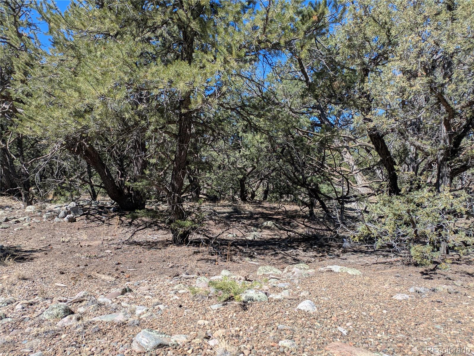 2202 Spanish Creek Road Crestone, CO 81131 - Photo 13 of 14 a view of a dry yard with trees