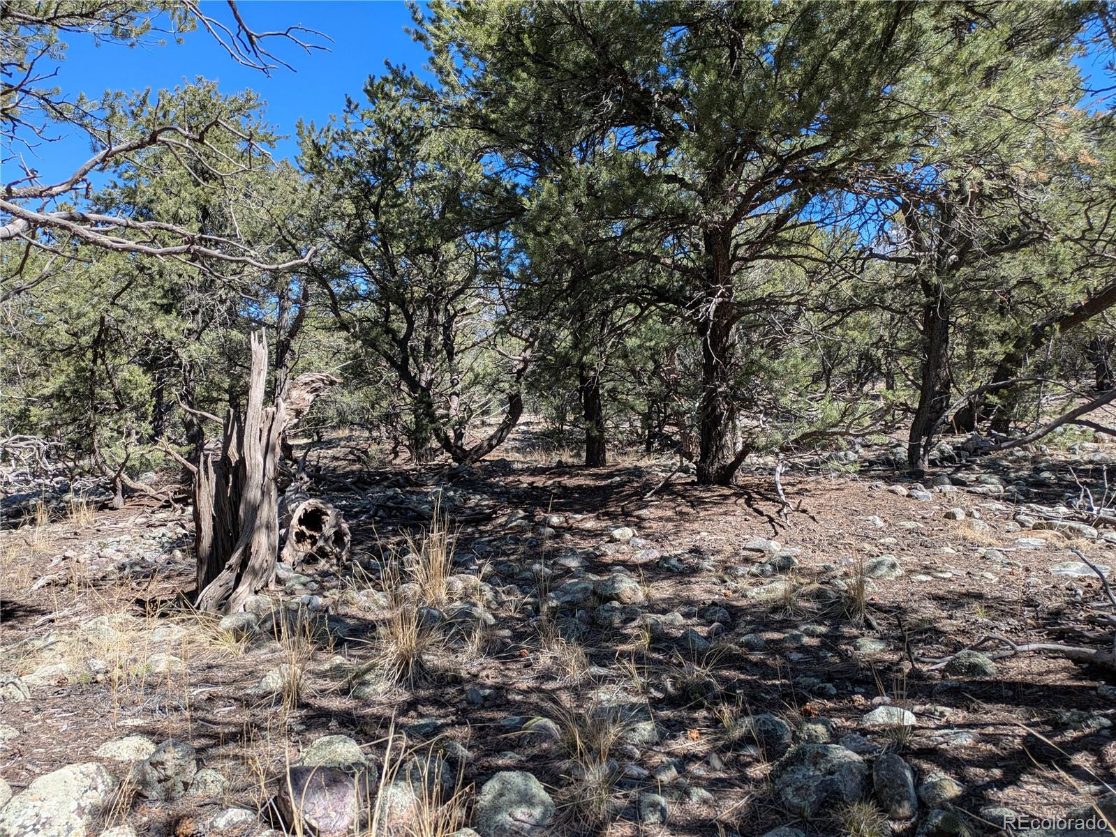 2202 Spanish Creek Road Crestone, CO 81131 - Photo 5 of 14 a view of tree