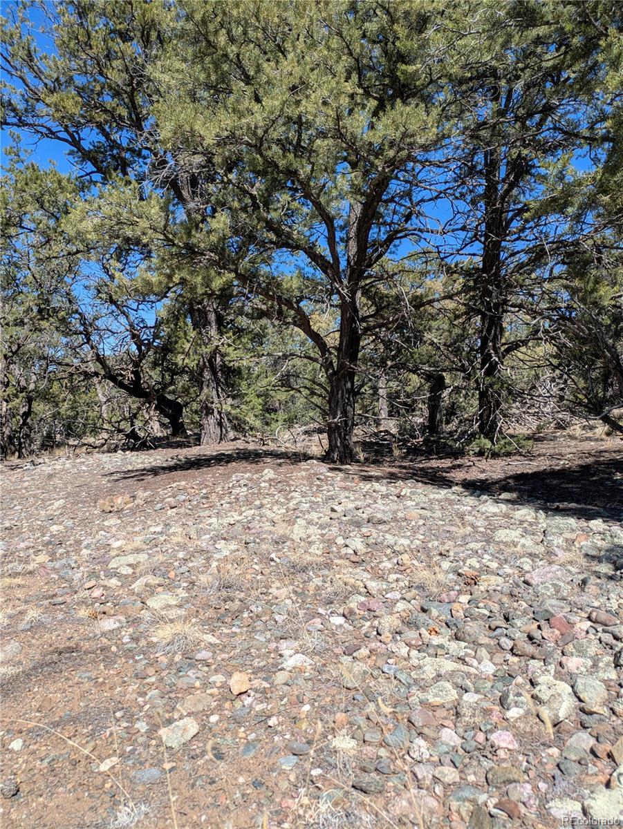2202 Spanish Creek Road Crestone, CO 81131 - Photo 8 of 14 a view of yard