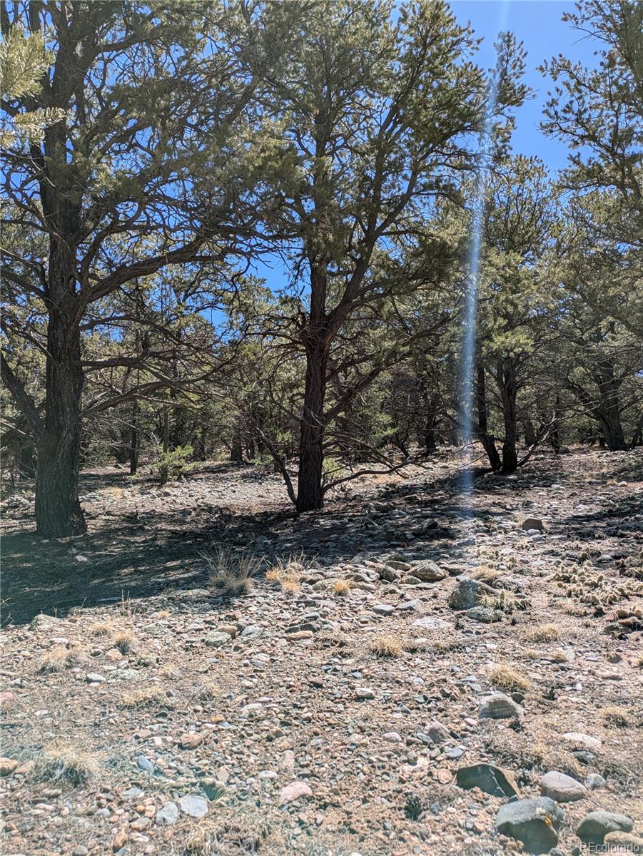 2202 Spanish Creek Road Crestone, CO 81131 - Photo 9 of 14 a view of a yard with trees