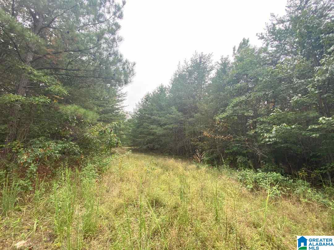 0 Tucker Mountain Road, Unit 40 Remlap, AL 35133 - Photo 5 of 7