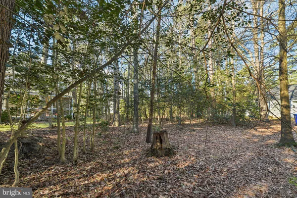 a view of a forest with trees in the background